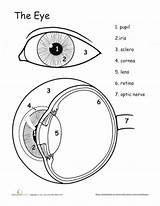 Grade Anatomia Ocular Olho Biology Sentidos Physiology Frisch Clases Experiencias Sistemas Auge Kinder Ciências Experiments sketch template