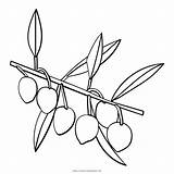 Olives Oliva Aceitunas Página Ultracoloringpages sketch template