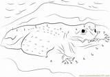 Crocodile Dots Coccodrillo sketch template