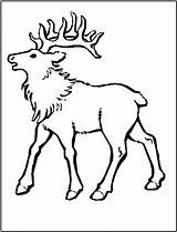 Elk Coloring Pages Bull Print Animal sketch template