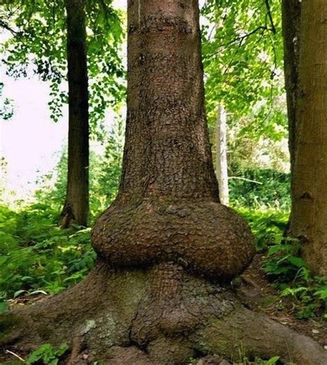 10 Things In Nature That Look Like A Penis