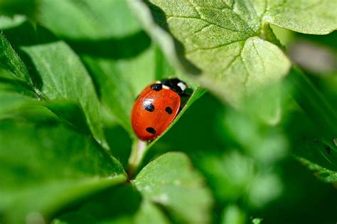 ladybugs  active household pests