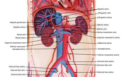 human anatomy human anatomy and physiology anatomy and physiology
