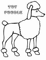 Poodle Coloring Pages Toy Printable Clipart Template Cartoon Poodles Drawing Line Draw Drawn Size Getcolorings Library Print Tall Collection Getdrawings sketch template