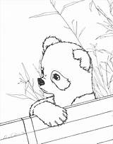 Panda Coloring Pages Cute Baby Red Printable Realistic Pandas Kids Color Print Anime Drawing Sheets Animals Bear Bamboo Adults Animal sketch template