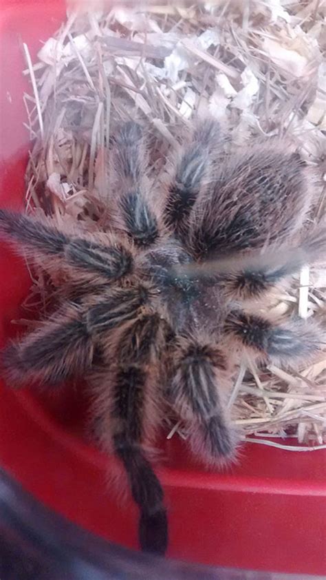 Giant Tarantula The Size Of A Plate Spotted In London Garden Nature