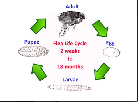life cycles  pughsthird gradeclass