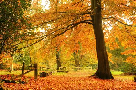 idool hermoso paisaje en otono beautiful autumn fall forest