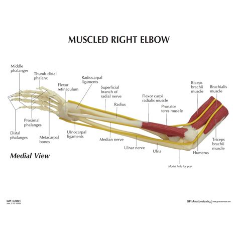 gpi  muscled  elbow joint model