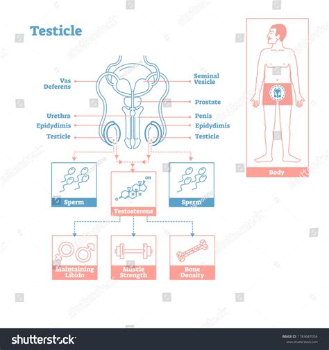 Hormonal Control Of The Testis Diagram Regulation Testicular