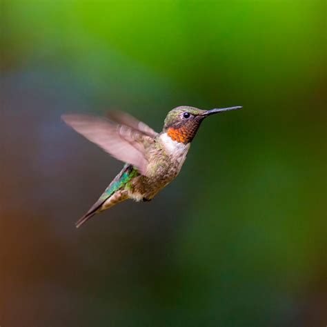 expert tips  attracting hummingbirds   backyard  family