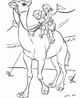Coloring Pages Desert Animals Camel Popular sketch template