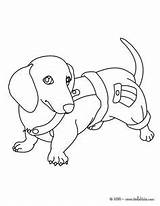 Coloring Dog Pages Wiener Dachshund Getcolorings Printable sketch template