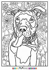 Coloring Pitbull Pages Bull Terrier Pit Puppy Line Adult Drawing Getcolorings Printable Cute Getdrawings American Dog Color Colorings Choose Board sketch template