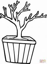 Coloring Trunk Tree Bonsai Clipart Branch Outline Template Trunks Drawing Pot Cliparts Kids Clipartbest Pages Good Color Clip 18kb 1200px sketch template