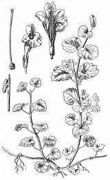 Glechoma Hederacea Bildquelle Habitus Pflanze sketch template