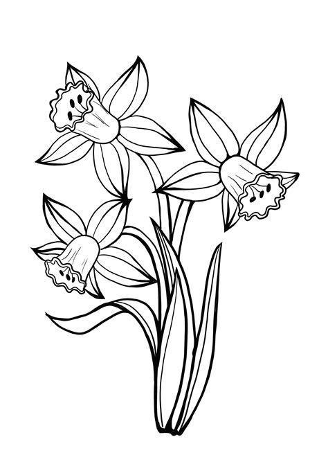 printable daffodil coloring page