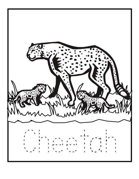 cheetah coloring page animals town  cheetah color sheet