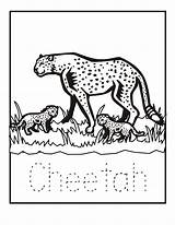 Coloring Pages Cheetah Animal Zoo Color Printable Print Animals Cheetahs Baby Babies Kids Sheets Sheet Writing Letter Printables Book Popular sketch template