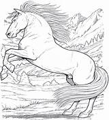 Cavallo Cavalli Saltano Adulti Desenhos Horses Ragazza Colorir Galopando Cavalos Unico Caballos Acessar sketch template