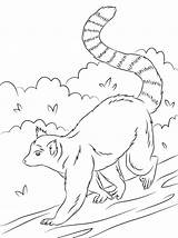 Lemur Tailed Kolorowanka Kleurplaten Druku Lemure Maki Kleurplaat Lemury Kolorowanki Spacerze Lesie Ringstaartmaki Rainforest Anillada Jest Stampare Widzimy Po sketch template