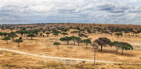 hintergrundbilder baeume landschaft natur gras wolken tierwelt afrika  tansania