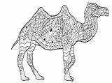 Chameau Camellos Camels Chameaux Dromadaires Coloriage Cammelli Dromedari Motifs Erwachsene Justcolor Colorare Adulti Dromedarios Coloriages Adultos Mammals Kamele Dromedare Greatestcoloringbook sketch template