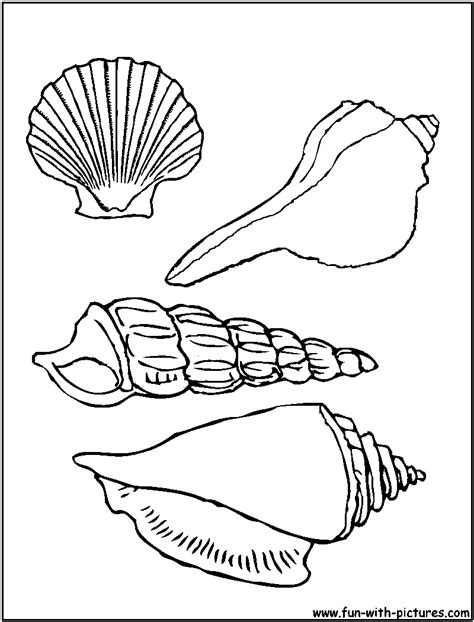 seashells coloring page  pretty sea shells art lessons pinterest