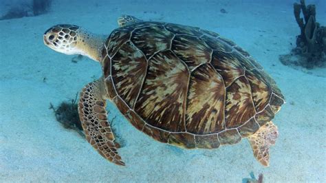 Green Sea Turtle Chelonia Mydas [oc] [800x600] Green Sea Turtle