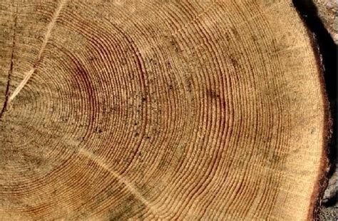 Come tagliare legna da ardere: Vendita Legno di Pioppo a Roma