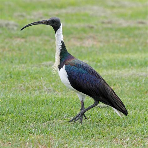 image result  ibis ptitsy