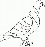 Burung Sketsa Merpati Dara Mewarnai Hewan Animasi Semut Hitam Putih Diwarnai Garuda Mudah Merak Sindunesia Tentang Cerita Menggambar Umumnya Paud sketch template