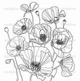 Coloring Poppy Poppies Drawings Pages Colouring Drawing Flower Botanical Line Depositphotos Stock Template Printable Outline Illustration Floral Templates Draw Coquelicot sketch template
