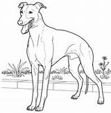 Greyhound Whippet sketch template
