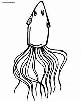 Squid Coloring Pages sketch template
