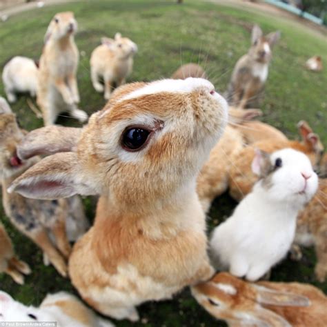 rabbit island japan tourists queue up to be smothered in cute stampede