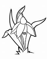 Snowdrop Coloring Flowers Pages Line Snowdrops Da Drawings Flower Google Drawing Lily Gif Bambini Colorkid Per Salvato sketch template