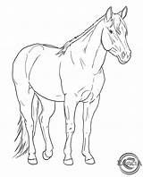 Lineart Xv Horses Friesian Sketch sketch template