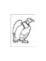 Coloring Buzzard Pages Animal sketch template