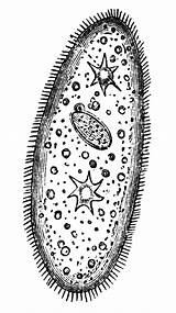 Paramecium Protists Protista Organisms Nearly Celled Slipper Usf sketch template