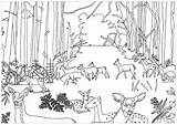Coloring Pages Deers Deer Forest Adult Flowery Ll Also These sketch template