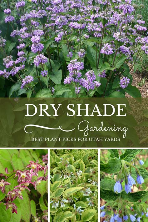 Dry Shade Plants Zone 4