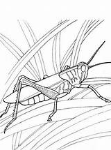 Heuschrecke Sprinkhaan Fun Grasshopper Malvorlage Sprinkhanen Ausmalbild Stimmen sketch template