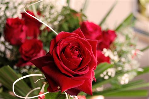 images gratuites la nature fleur petale floraison amour rouge