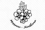 Hawthorn Flower Missouri State sketch template