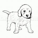 Golden Retriever Coloring Pages Puppy Goldendoodle Drawing Dog Puppies Drawings Line Lab Labrador Cute Draw Easy Color Labradoodle Pitbull Doodle sketch template