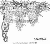 Wisteria Coloring Sketch Pages Vine Drawing Vector Background Template sketch template