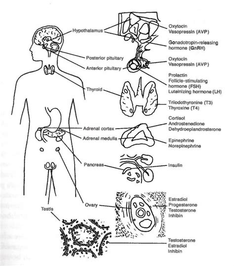 Endocrine System And Glands Basic Overview