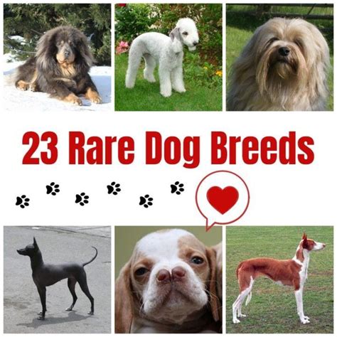breeds  dogs   collage