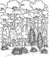 Wald Ausmalbilder Malvorlagen Kostenlos Ausdrucken Ausmalen Waldspaziergang Herbst Onlycoloringpages Vorlagen Malvorlagencr sketch template